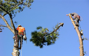 Landscape design and planting installation in Wesley Chapel, FL